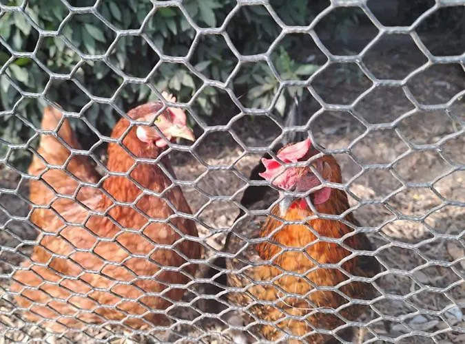 La Garenne 住宿加早餐酒店 Virazeil